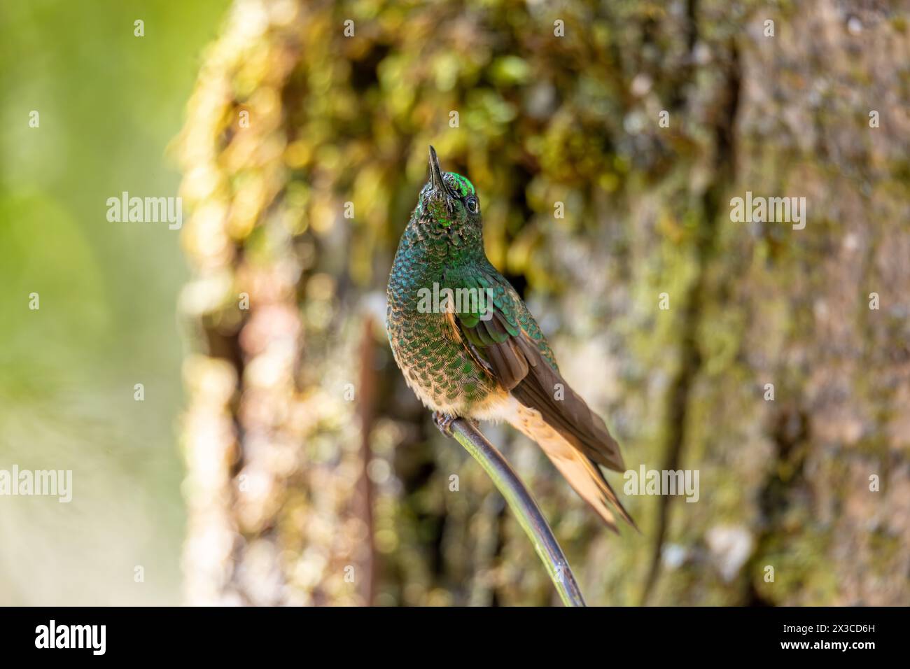 coronetto dalla coda di rondine (Boissonneaua flavescens), specie di colibrì nei brillanti, tribù Heliantheini nella sottofamiglia Lesbiinae. Partenza dal Salento Quindio Foto Stock