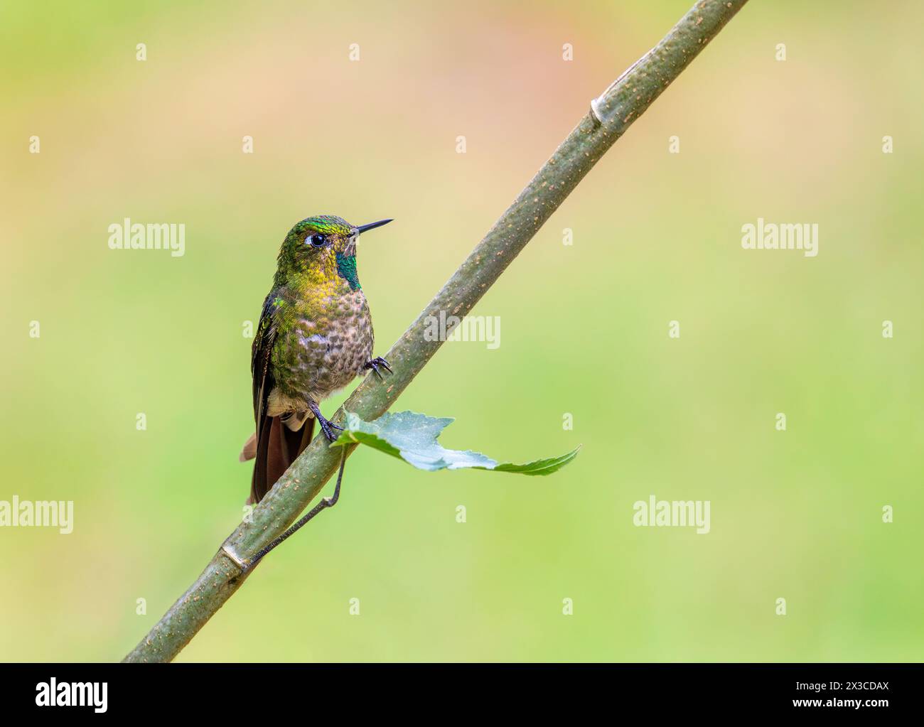 Coda metallica Tyrian (Metallura tyrianthina), specie di colibrì nella sottofamiglia Lesbiinae, brillanti e coquettes. Lago Guatavita, Cundinamarca de Foto Stock