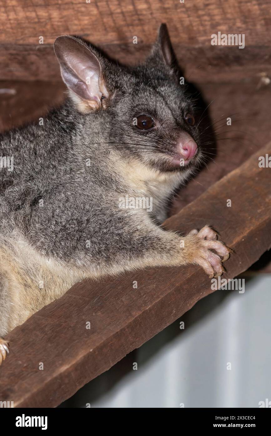 Opossum di coda di pennello comune (Trichosurus vulpecula in un garage a Bickley, Peth Hill, Australia Occidentale. Foto Stock