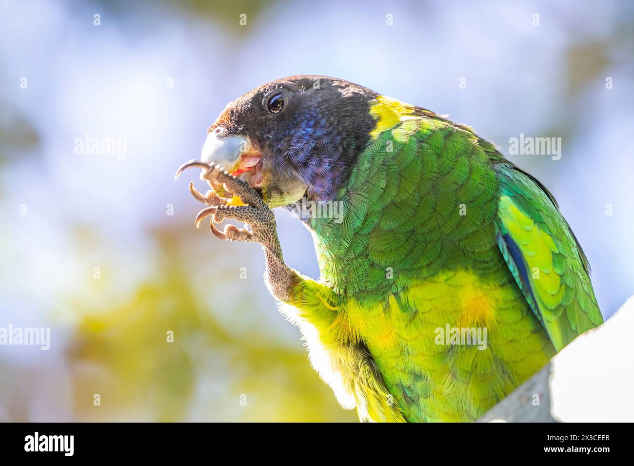 Il collo di cervo australiano (Barnardius zonarius) appollaiava vicino a Bickley, Perth Hills, Australia Occidentale. Foto Stock