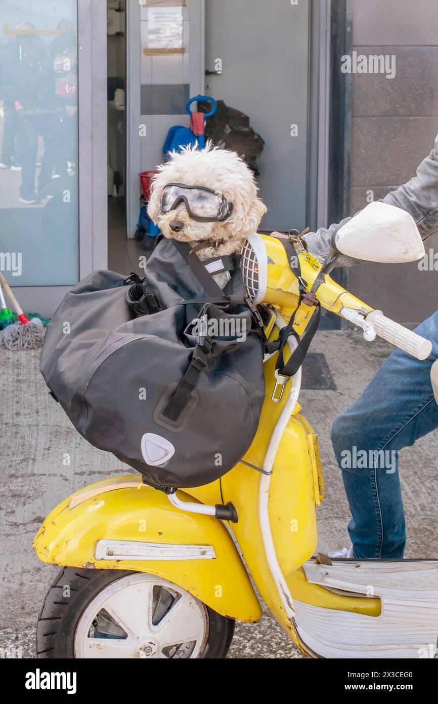 Un cane bianco viene trasportato su una motocicletta e indossa occhiali da pilota Foto Stock