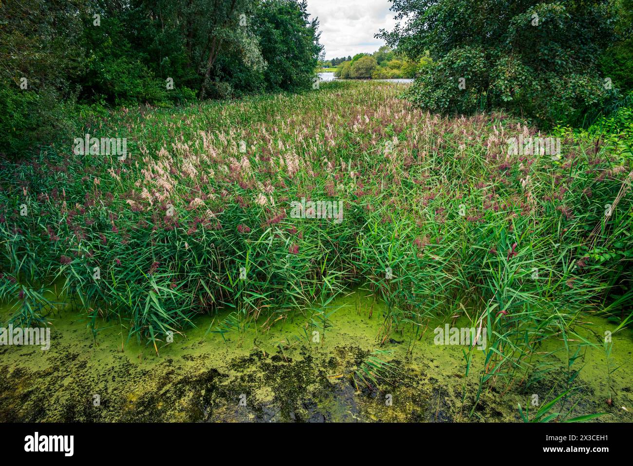 Paesaggio verde con bella erba selvatica lunga a fine estate Foto Stock