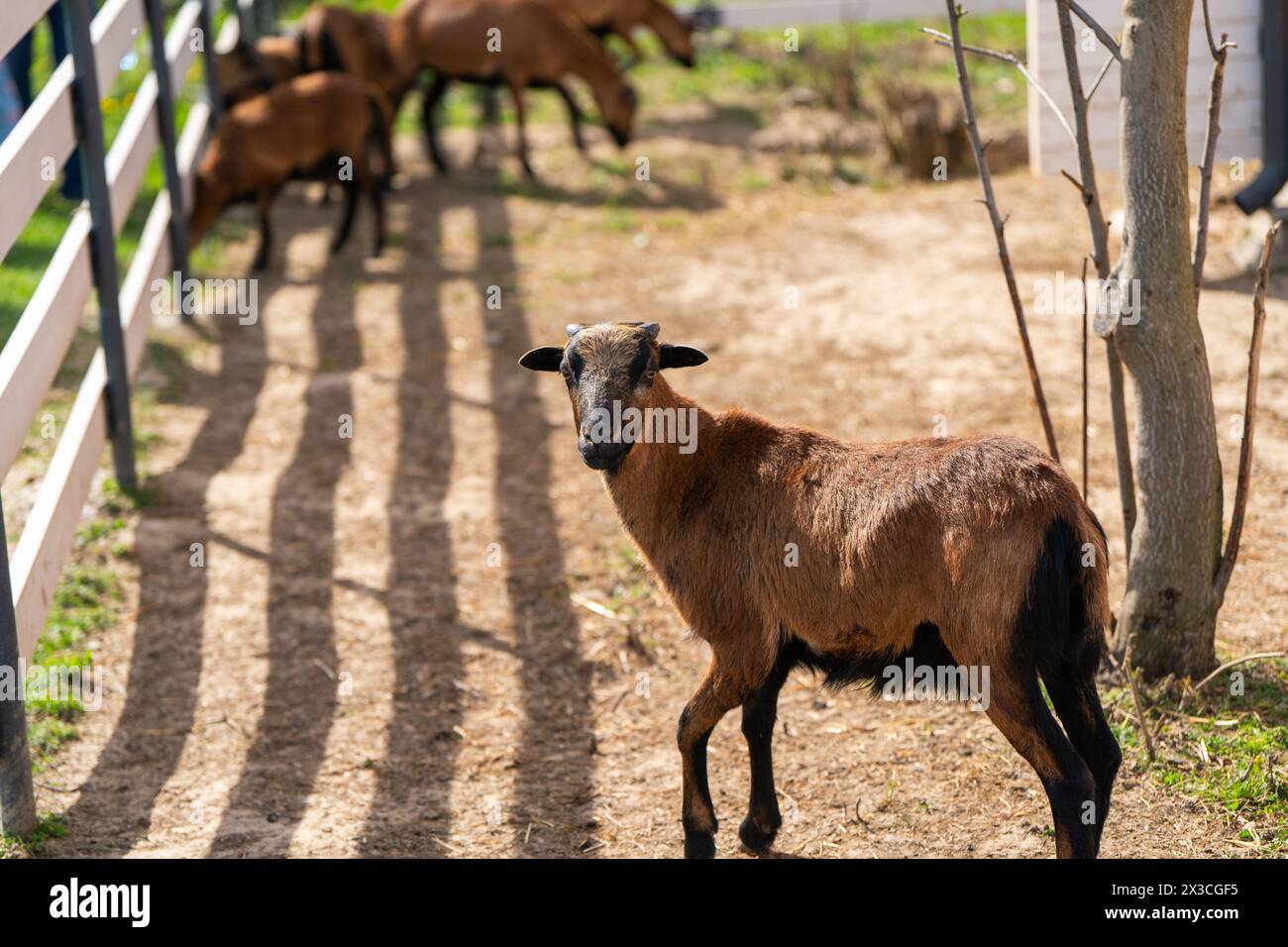 Le pecore del Camerun pascolano nel paddock o nella gabbia dello zoo. Concetto animale Foto Stock