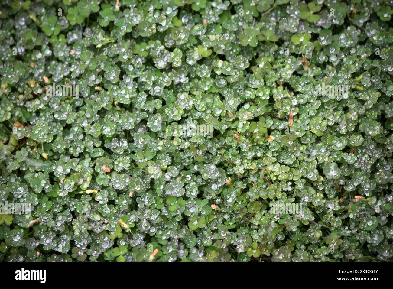 Foglie di legno di radice radiale (Oxalis albicans) con gocce di pioggia : (Pix Sanjiv Shukla) Foto Stock