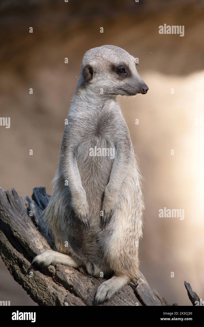 I meerkat si trovano a turno in una posizione di vedetta sollevata sopra le tane, in modo che possano vedere tutto e proteggere il loro clan mentre gli altri membri lo sono Foto Stock