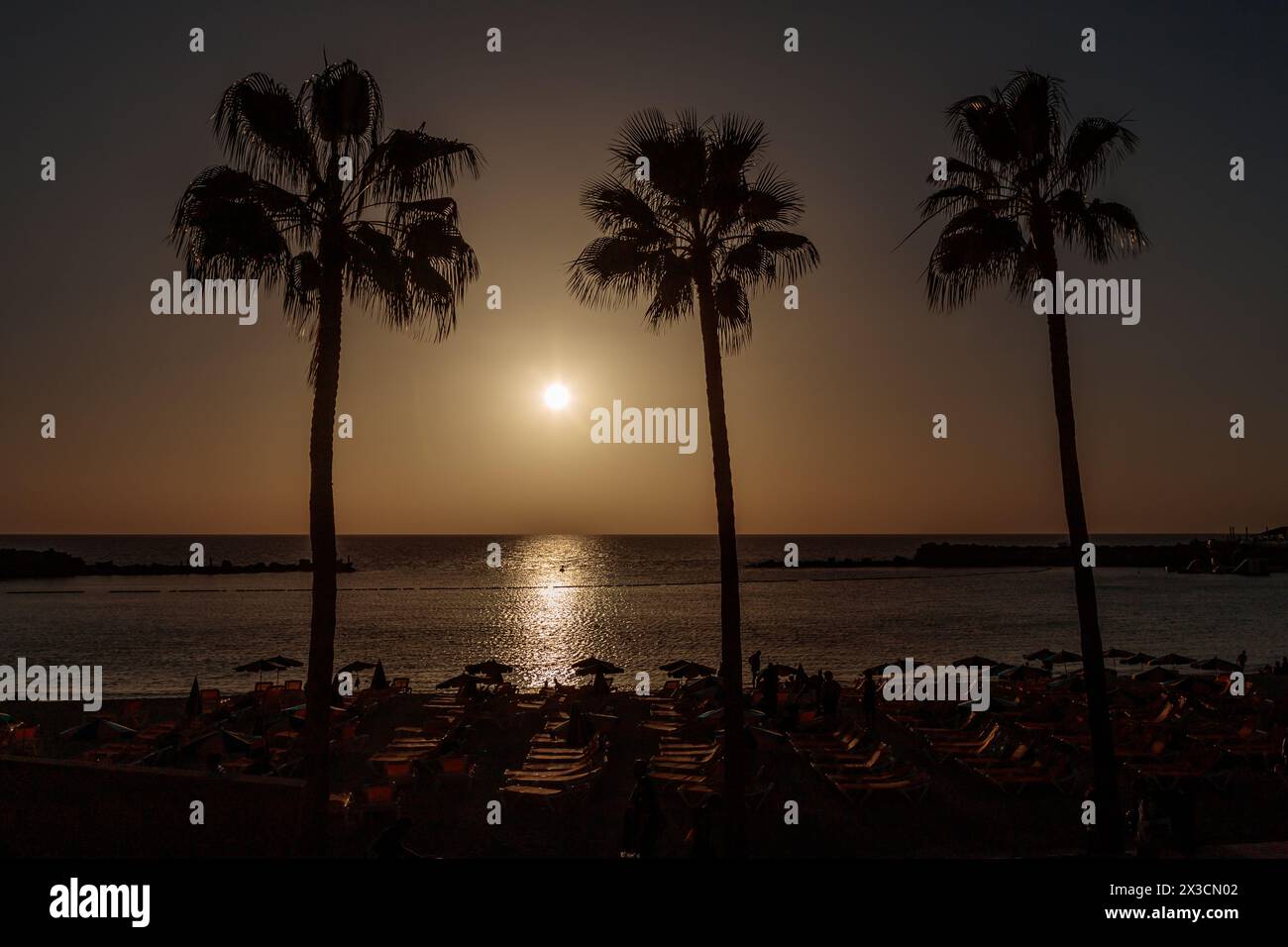 Palme al tramonto ad Amadores, Gran Canaria Foto Stock