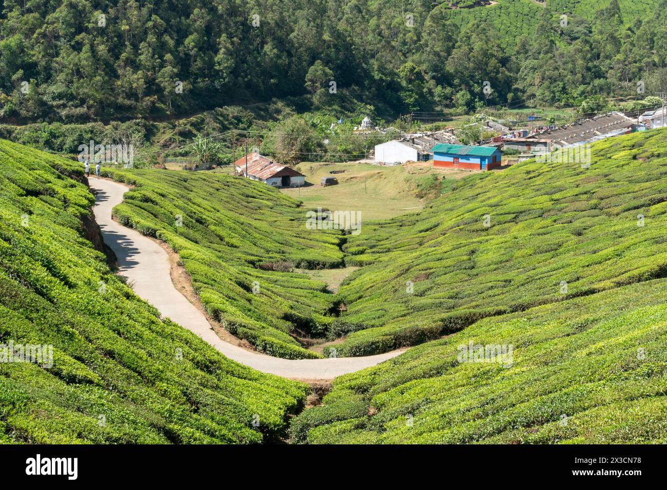 Vista panoramica dei campi da tè di Munnar, degli altopiani del parco nazionale Anamudi Shola, Kerala, India, con una piccola strada e una piantagione di tè Foto Stock