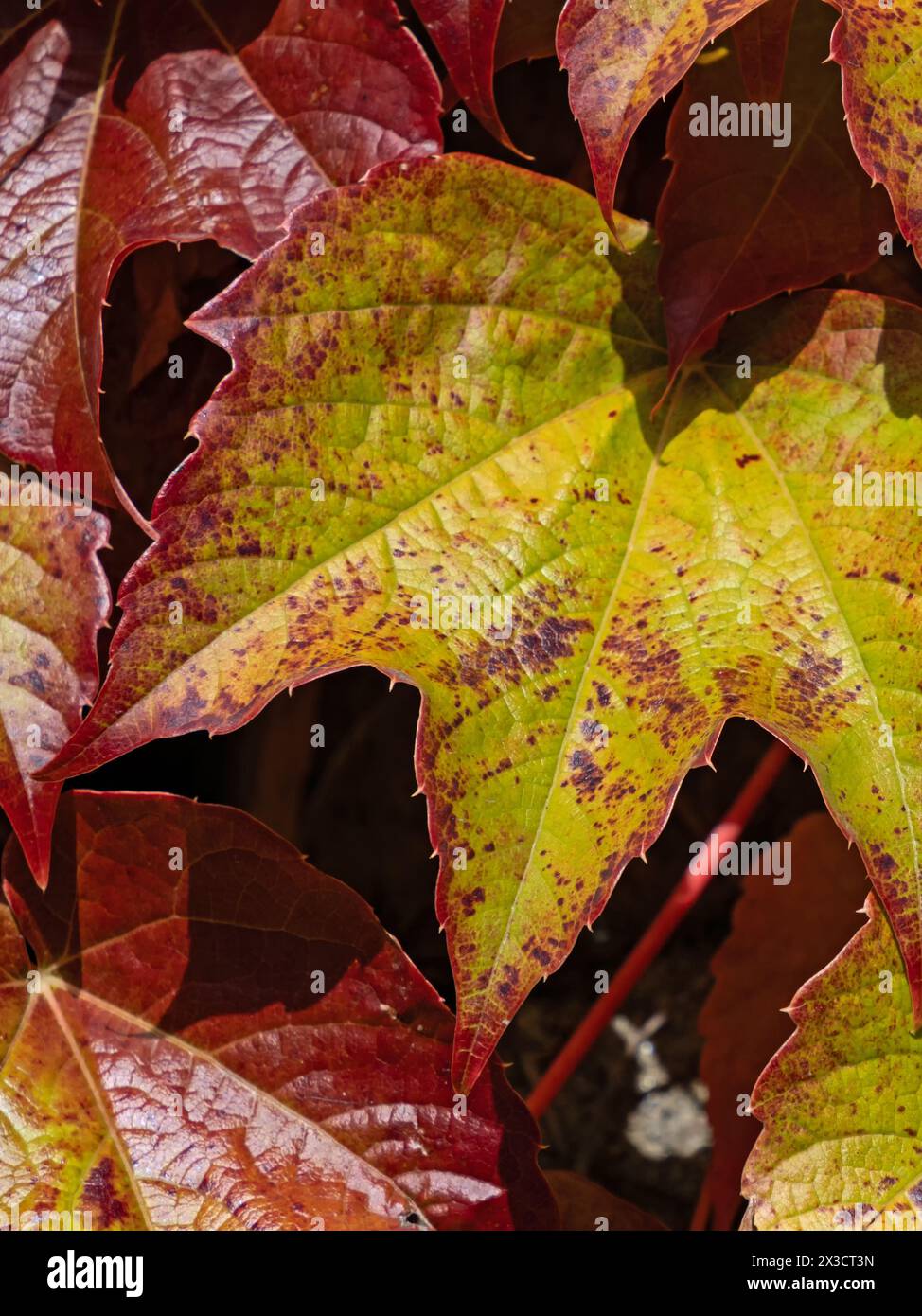 Primo piano delle foglie colorate del vitigno selvatico (Parthenocissus) aggrappato a un muro Foto Stock