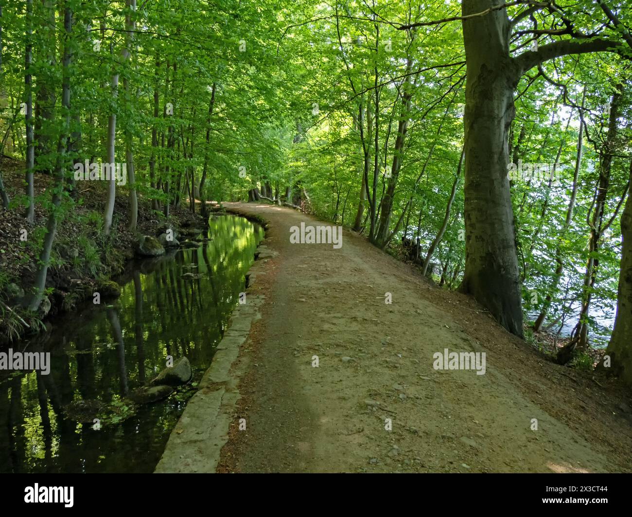 Un sentiero escursionistico conduce attraverso la foresta del lago Dieksee nell'Holstein, in Svizzera, vicino a Plön, in Germania Foto Stock
