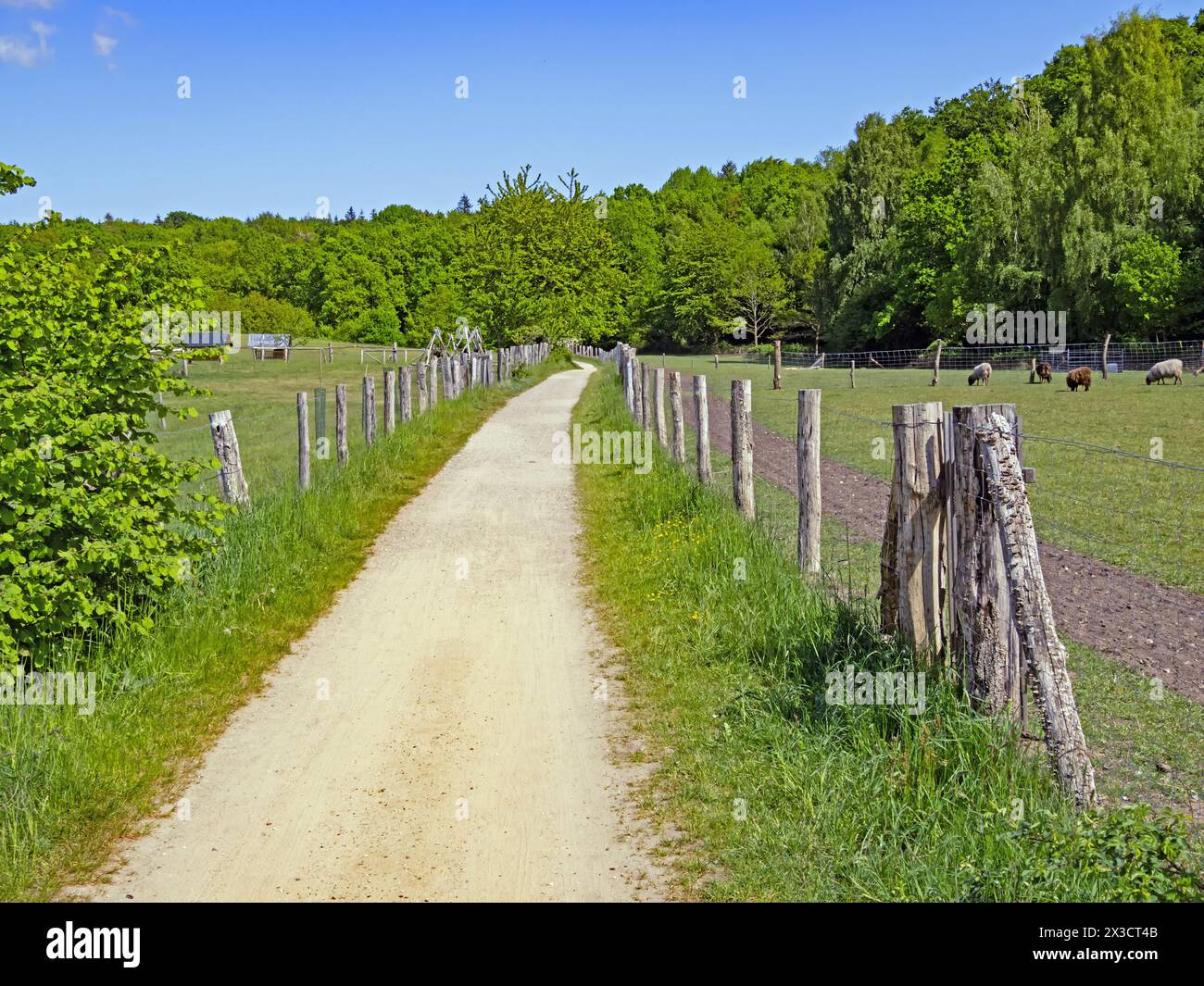 Un sentiero escursionistico nell'Holstein Svizzera in Germania conduce attraverso campi e prati Foto Stock
