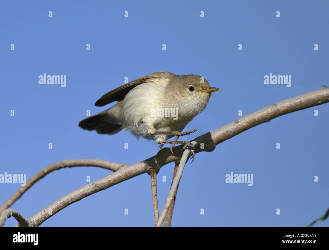 WESTERN Olivaceous Warbler - Uduna opaca Foto Stock