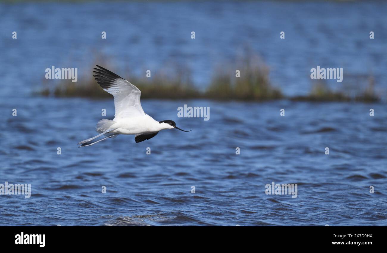 Avocetta - Recurvirostra avosetta Foto Stock
