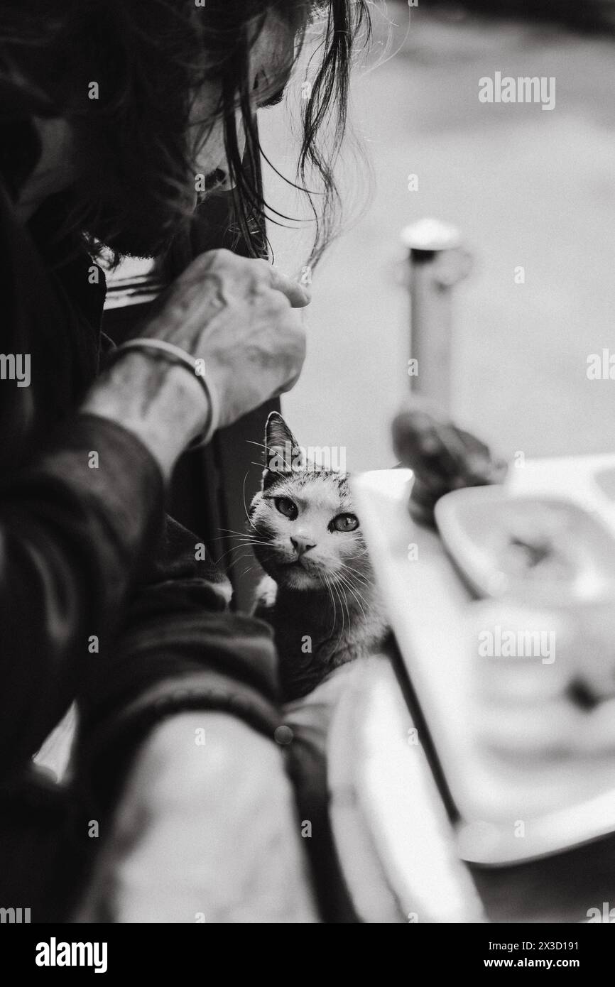L'uomo dà da mangiare a un gatto di strada in un bar di Istanbul Foto Stock