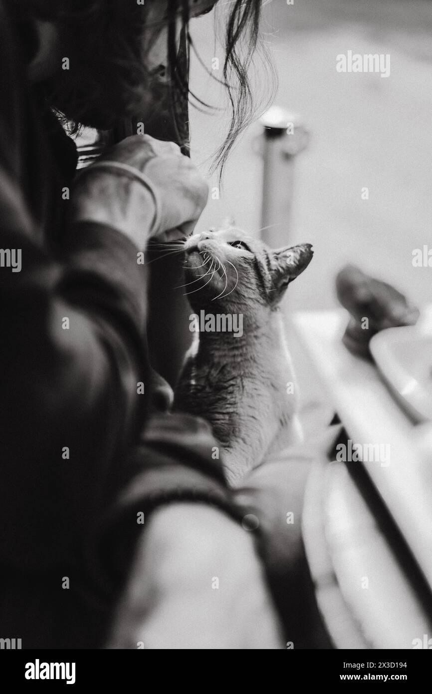 L'uomo dà da mangiare a un gatto di strada in un bar di Istanbul Foto Stock