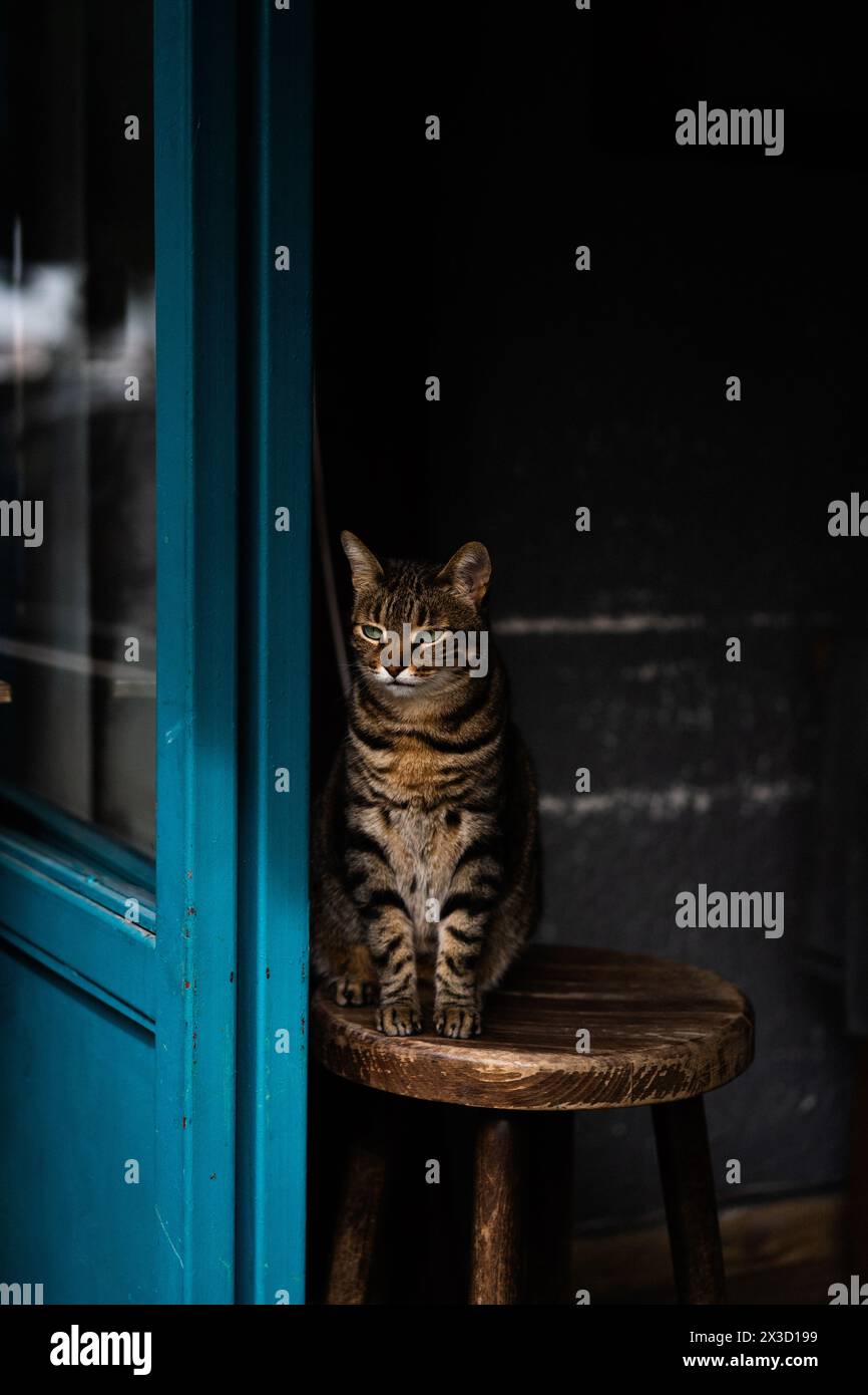 Gatto di strada a Istanbul, Turchia Foto Stock
