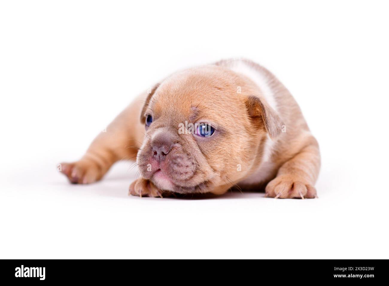 Cucciolo di cane Bulldog francese rosso molto giovane su sfondo bianco Foto Stock