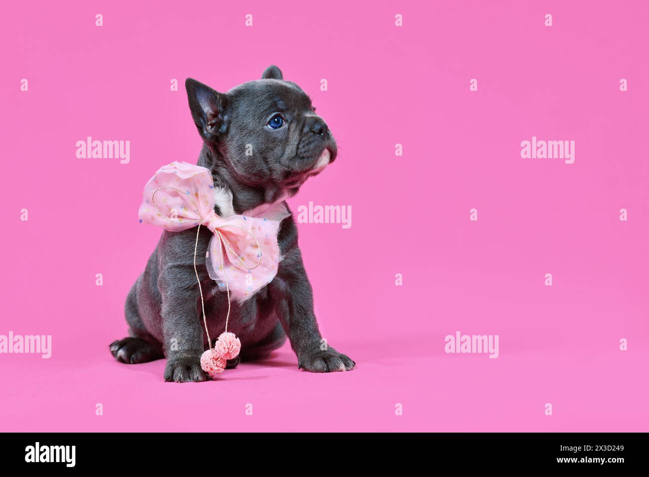 Cucciolo di cane Bulldog francese con nastro rosa su sfondo rosa dello studio con spazio per le copie Foto Stock