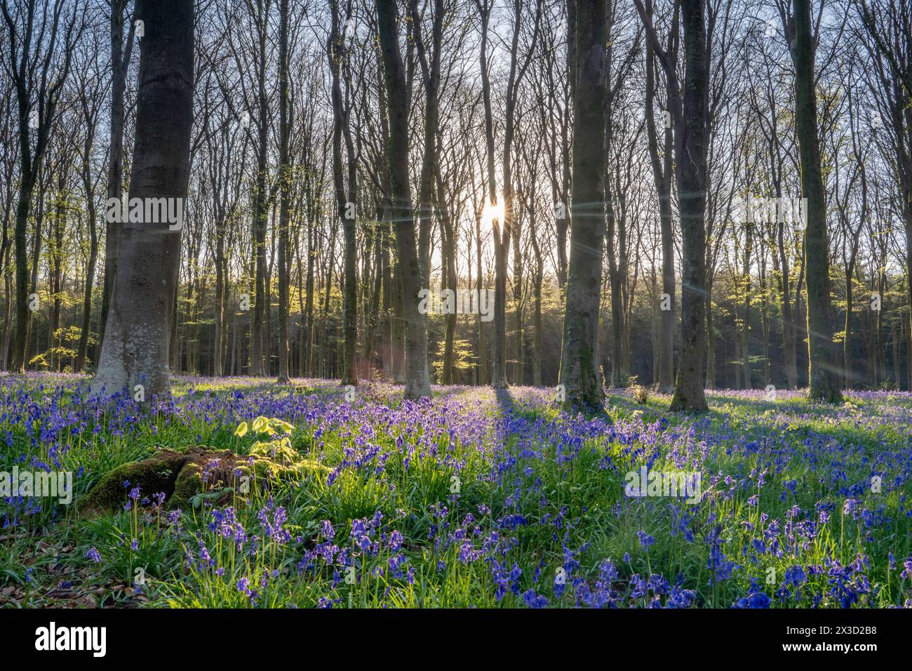 I bluebells primaverili a Wepham Woods, Angmering Park vicino Arundel nel Sussex occidentale Foto Stock
