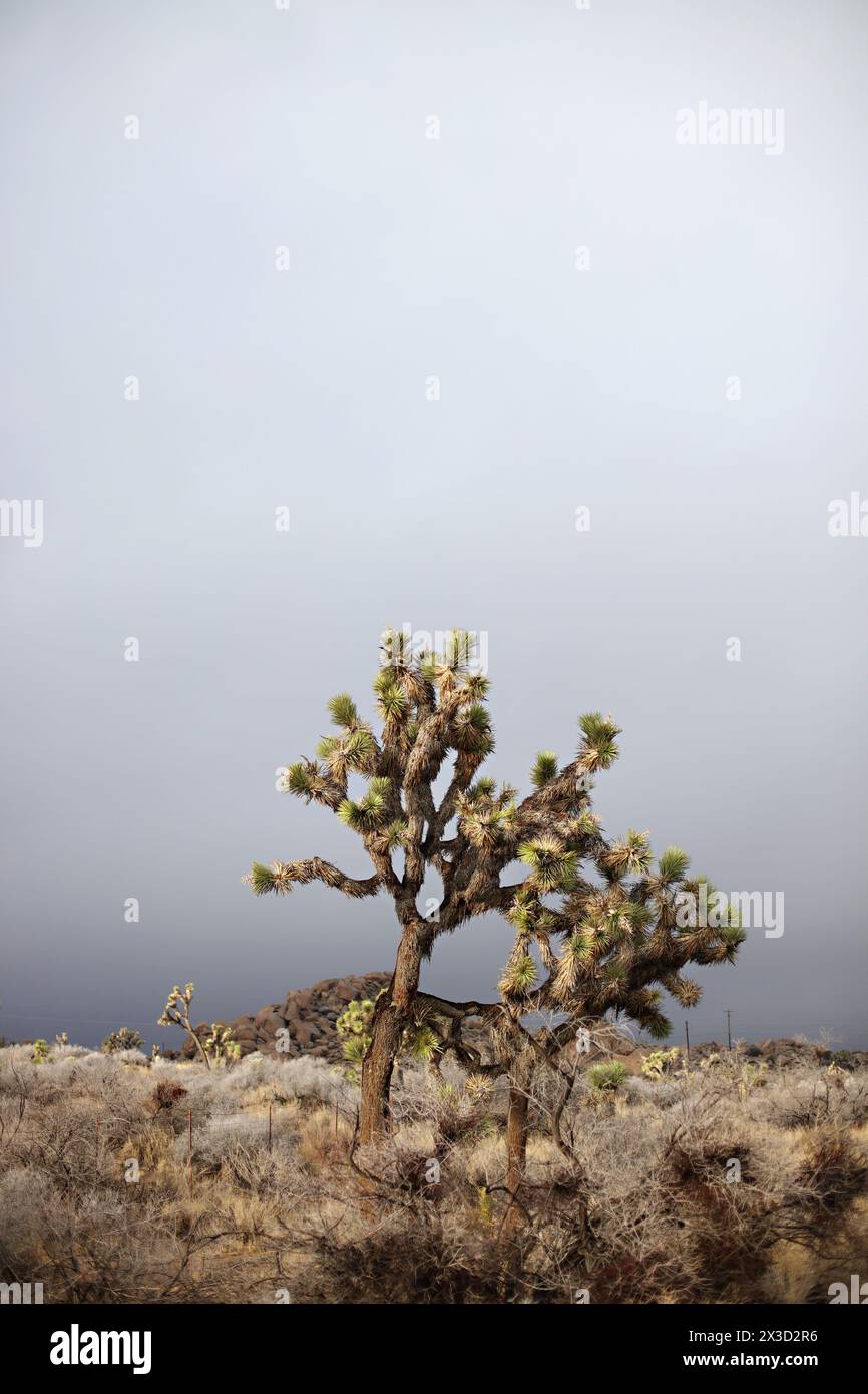 Cielo moody che incombe su un Joshua Tree solitario Foto Stock