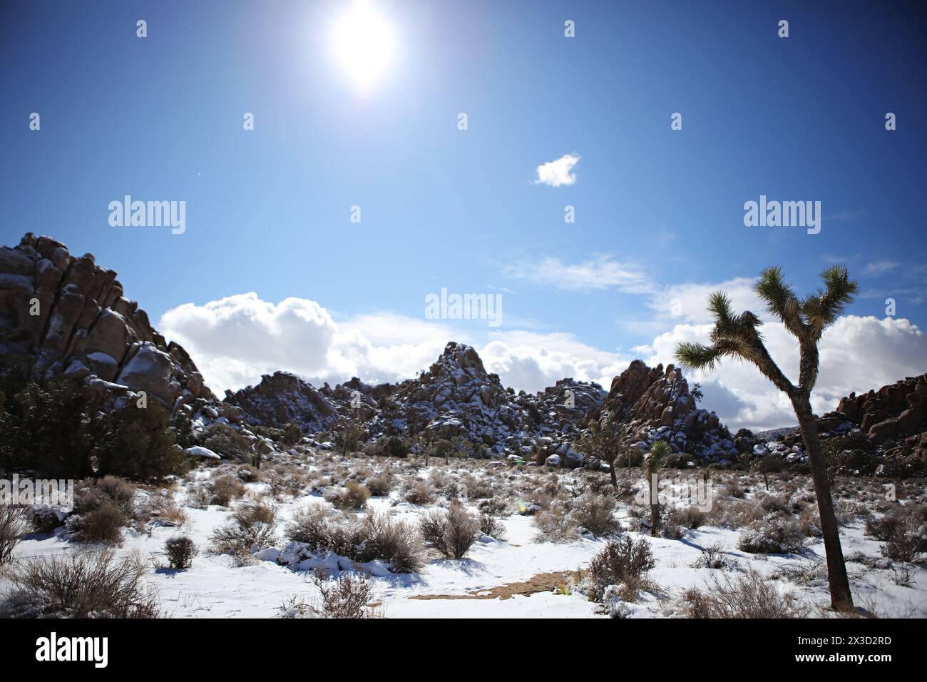 vista sul Joshua Tree e sul paesaggio roccioso Foto Stock