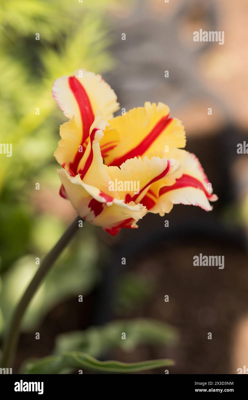 Il vivace tulipano di pappagallo mostra petali con frange e sfondo morbido Foto Stock