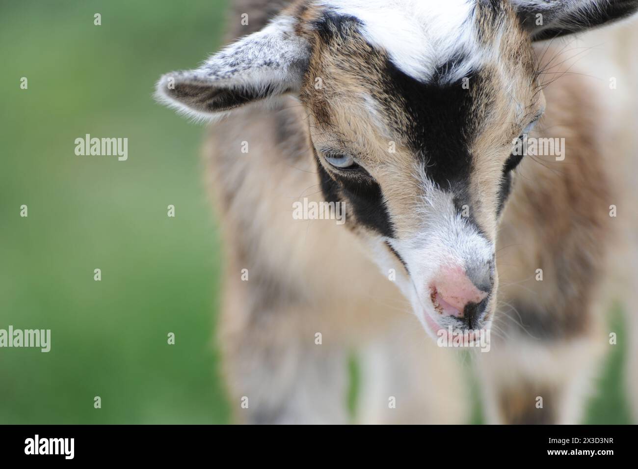 Capra giovane con pelliccia marrone, bianca e nera, dall'aspetto delicato Foto Stock