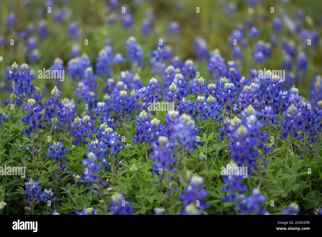 Campo di bluebonnet Texas con fiori selvatici Foto Stock