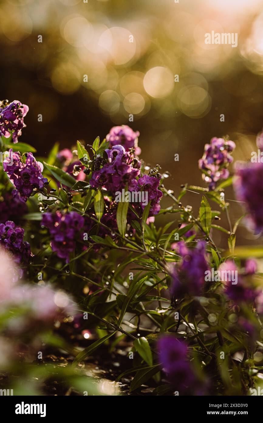 Fioritura viola brillante con un effetto bokeh dorato Foto Stock