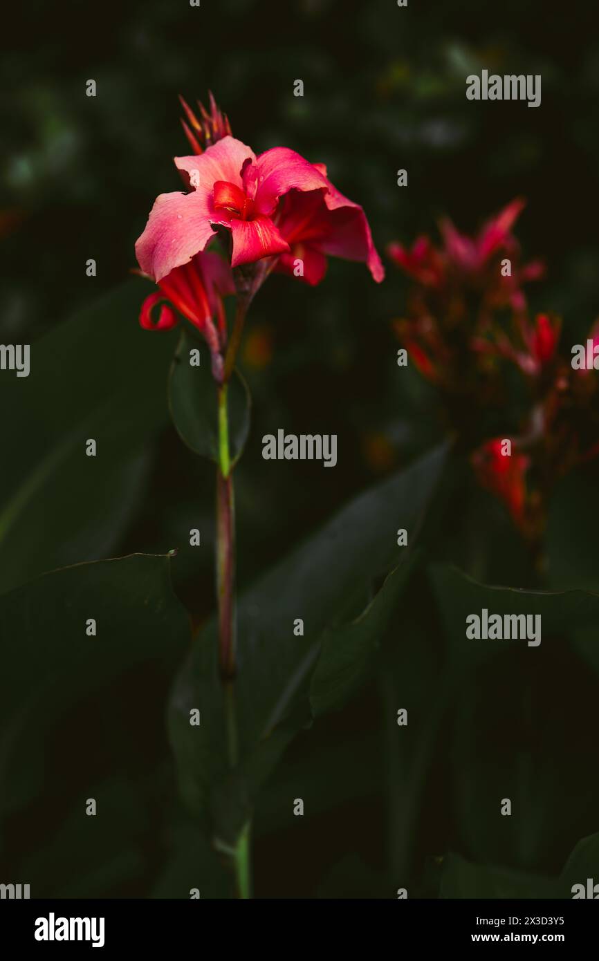 Elegante fiore rosso su sfondo verde scuro Foto Stock