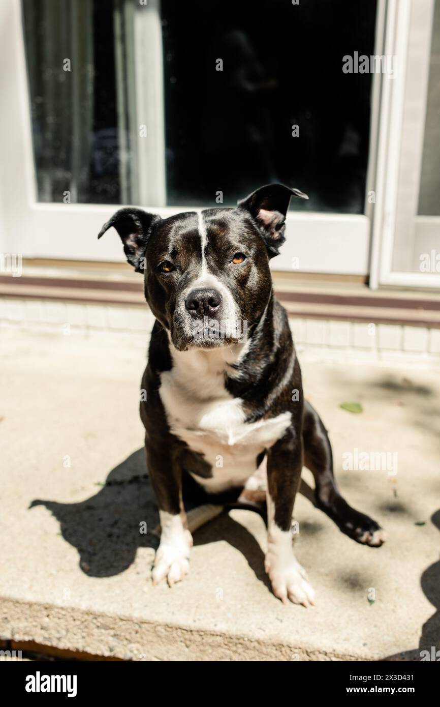 Avvisa il cane bianco e nero seduto stoicamente alla luce del sole Foto Stock