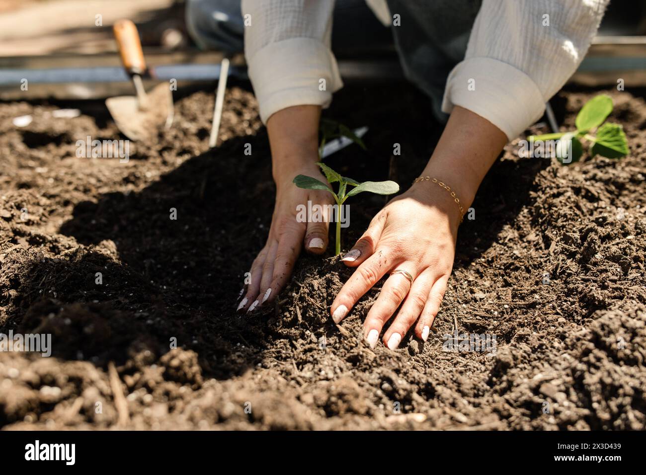 Primo piano di mani che nutrono una pianta in fertile terreno da giardino Foto Stock