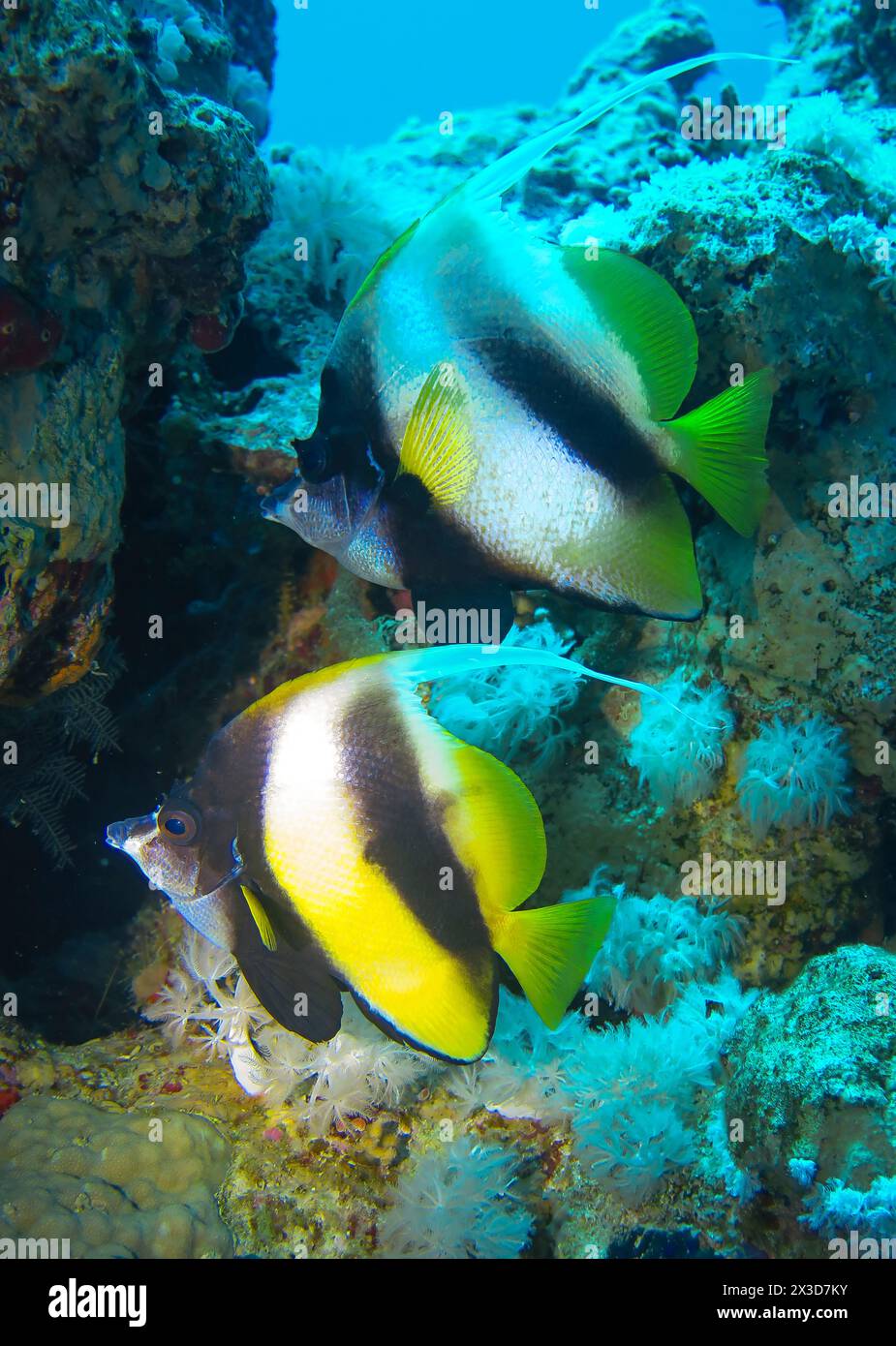 Rotmeer-Wimpelfisch (Heniochus intermedius), Unterwasser-foto, Rotes Meer, Ägypten Foto Stock