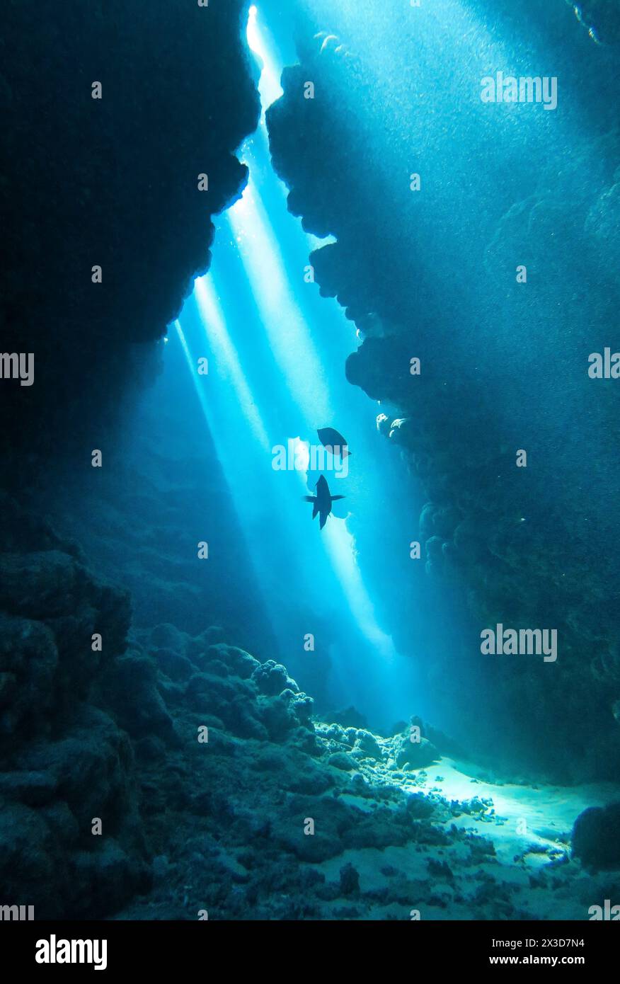 Höhle am Tauchplatz Ras Mohammed Jackfish Alley Reef, Rotes Meer, Ägypten Foto Stock
