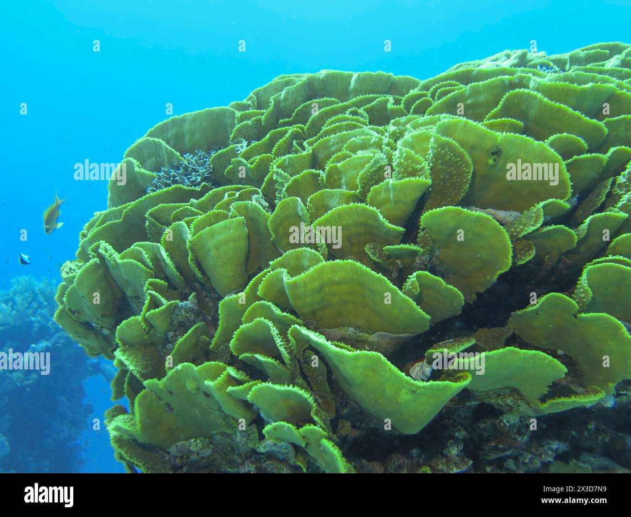 Grüne Salatkoralle, Tauchplatz Ras Mohammed Shark e Jolanda Reef, Rotes Meer, Ägypten Foto Stock