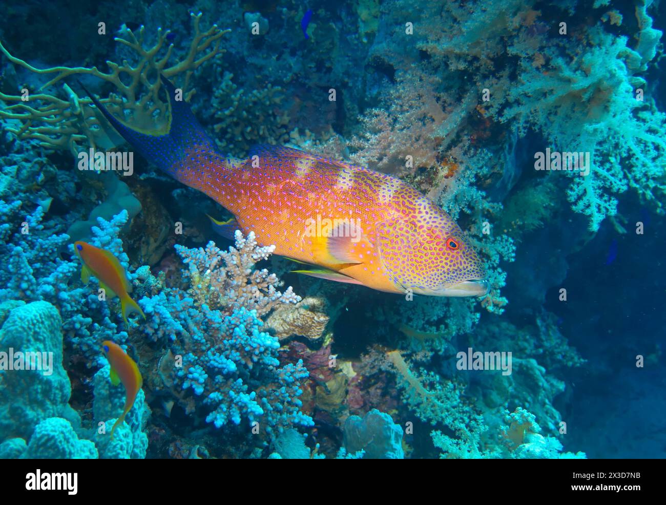 Barsch, Tauchplatz Jackson Reef, Rotes Meer, Ägypten Foto Stock