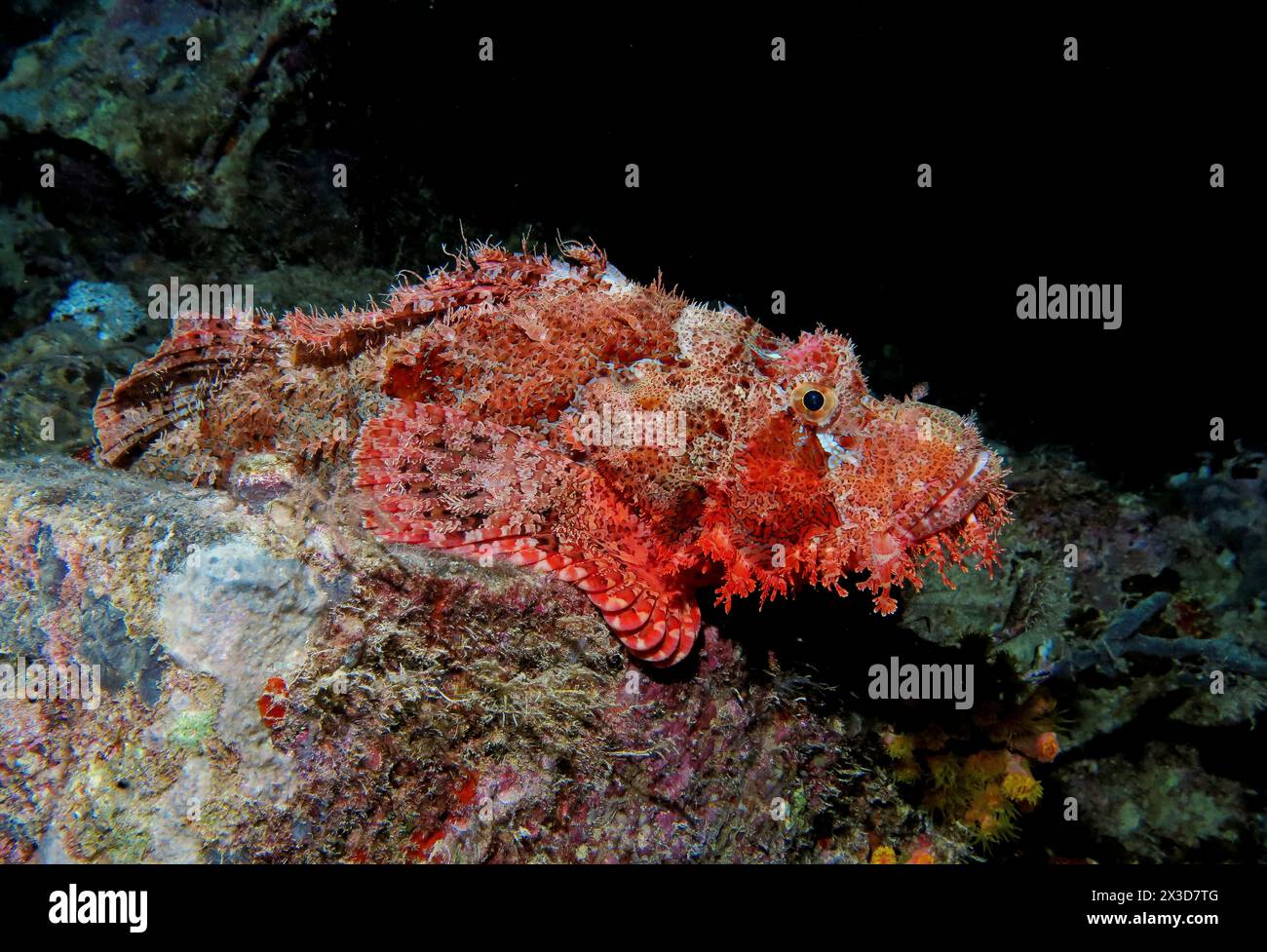 Drachenkopf (Scorpaena scrofa), Tauchplatz Wrack der Thistlegorm, Rotes Meer, Ägypten Foto Stock