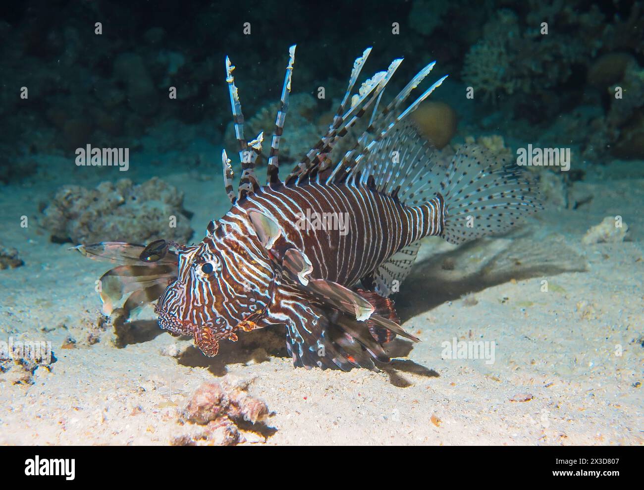 Rotfeuerfisch (Pterois volitans), Tauchplatz Riff Bluff Point, Rotes Meer, Ägypten Foto Stock