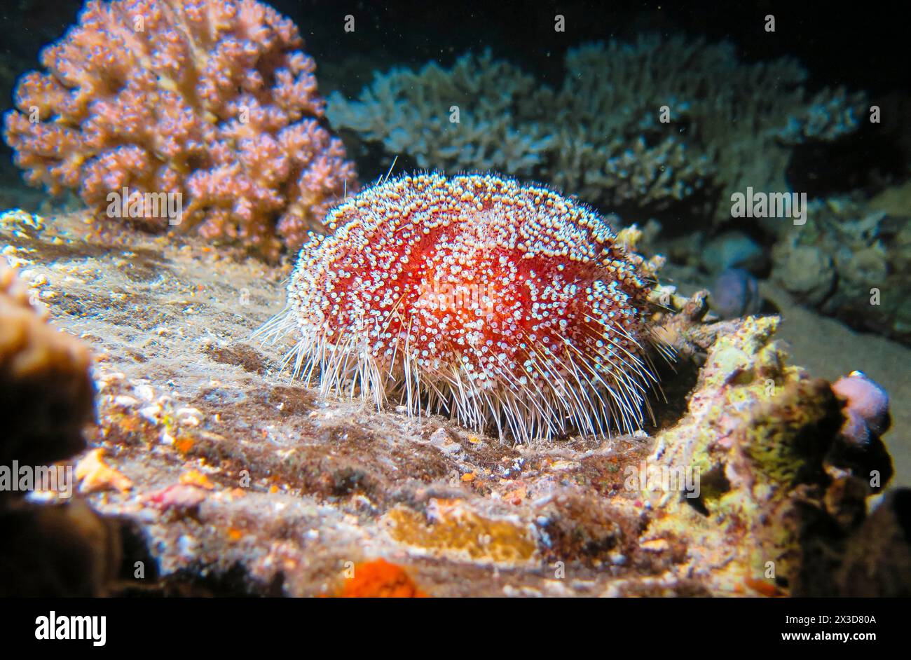 Rotmeer-Feuerseeigel (Asthenosoma marisrubri), Nachtaufnahme, Tauchplatz Riff Bluff Point, Rotes Meer, Ägypten Foto Stock