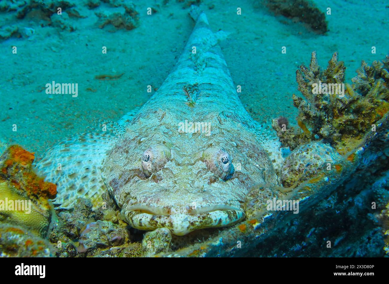 Krokodilfisch (Papilloculiceps longiceps), Unterwasser-foto, Tauchplatz Riff Bluff Point, Rotes Meer, Ägypten Foto Stock