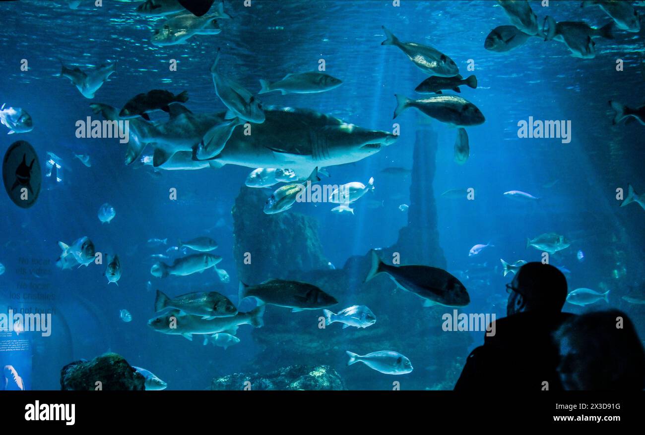 Aquarium de Barcelona, Port Vell, Barcellona, Katalonien, spagnolo Foto Stock