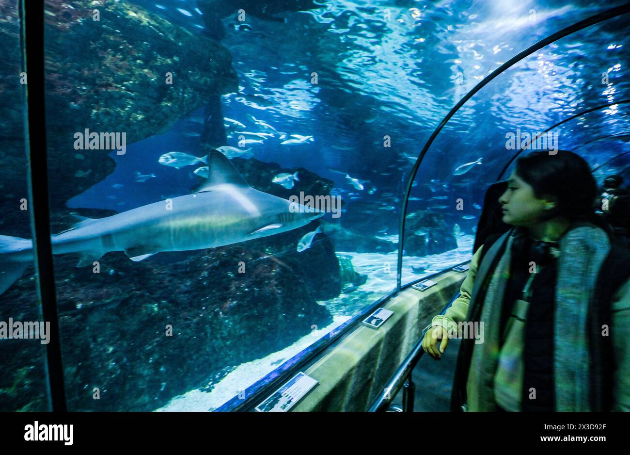 Aquarium de Barcelona, Port Vell, Barcellona, Katalonien, spagnolo Foto Stock