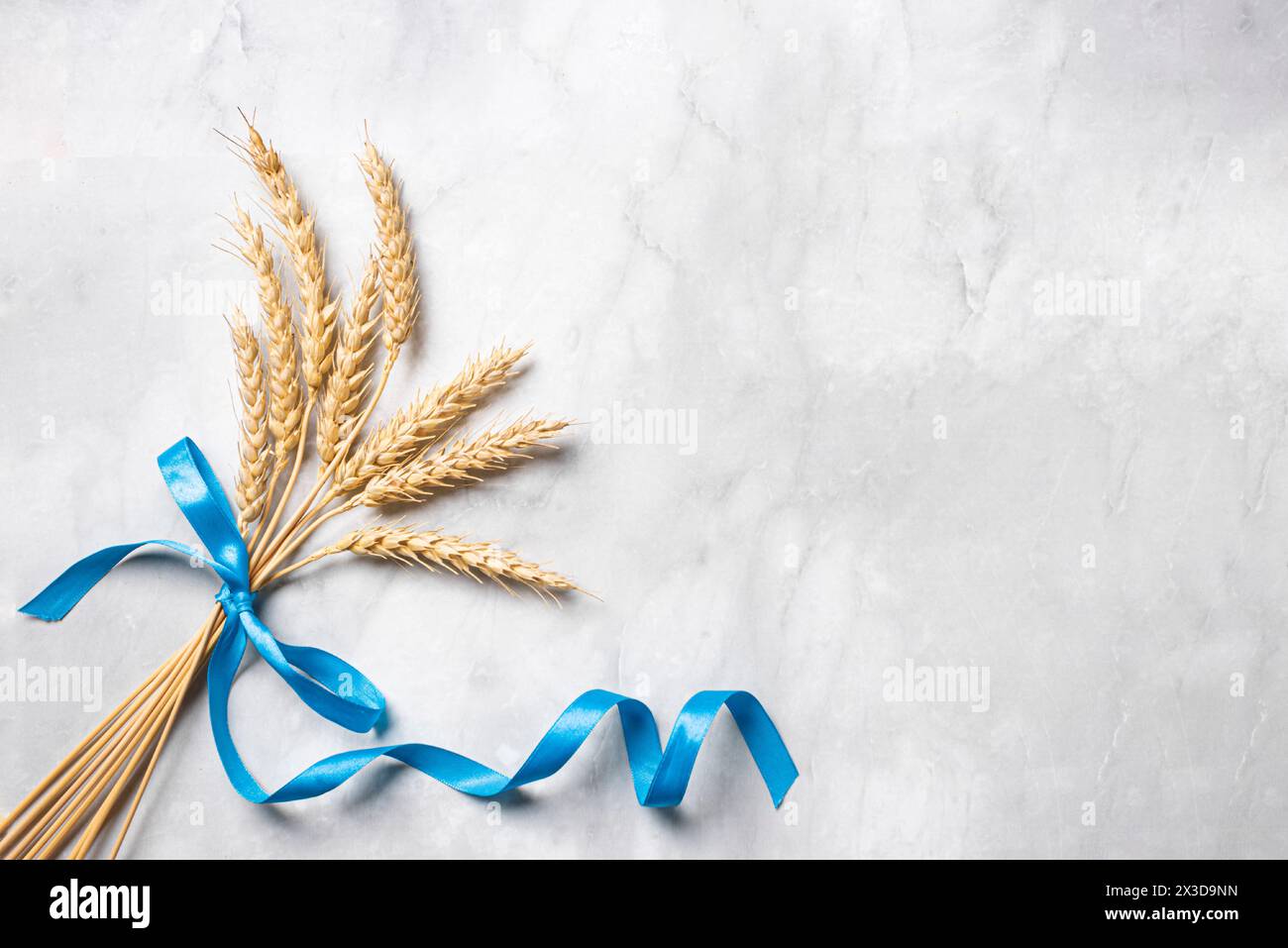 Bouquet di colture di grano con nastro blu su sfondo di marmo bianco, vista dall'alto, spazio copia. Felice Shavuot. Modello di concetto shavuot per le festività ebraiche. Foto Stock