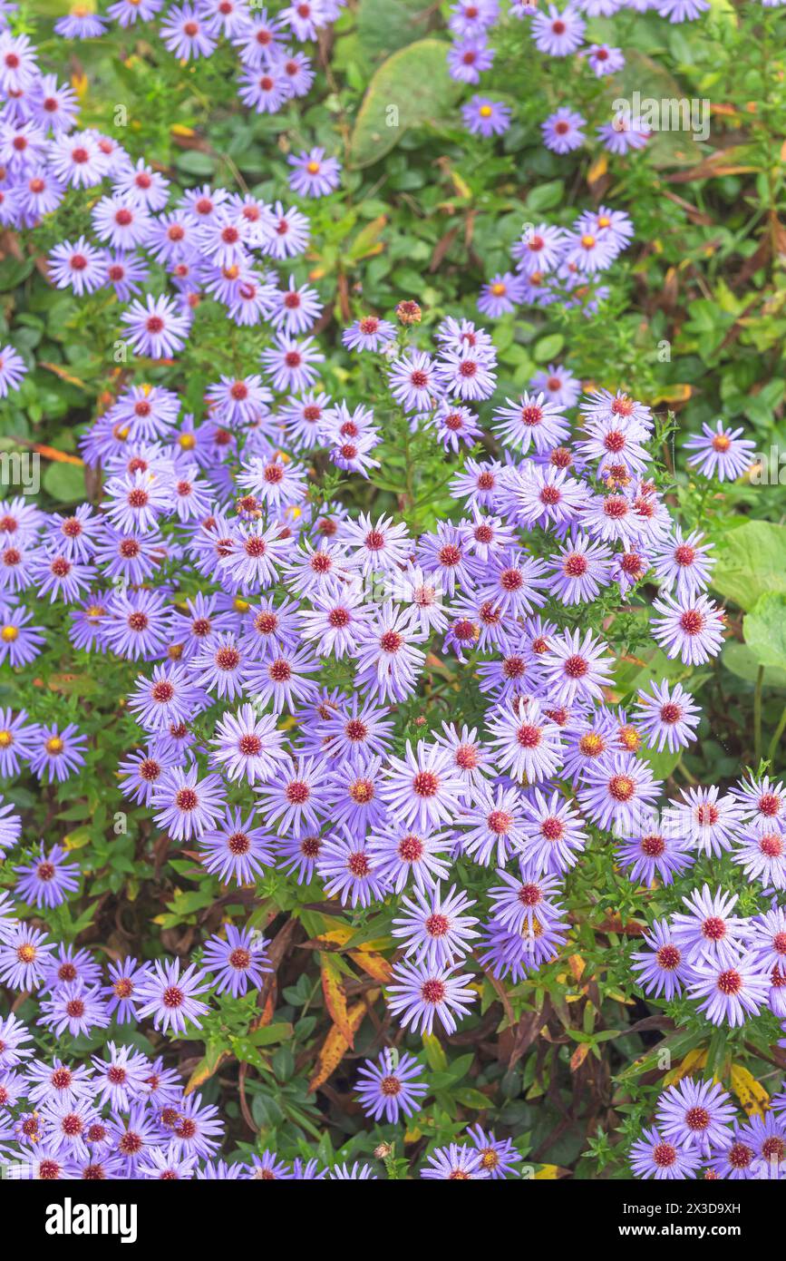 Aster (Aster dumosus 'Prof. Anton Kippenberg', Aster dumosus Prof. Anton Kippenberg), fioritura, cultivar Prof. Anton Kippenberg, Europa, Bundesrepubli Foto Stock