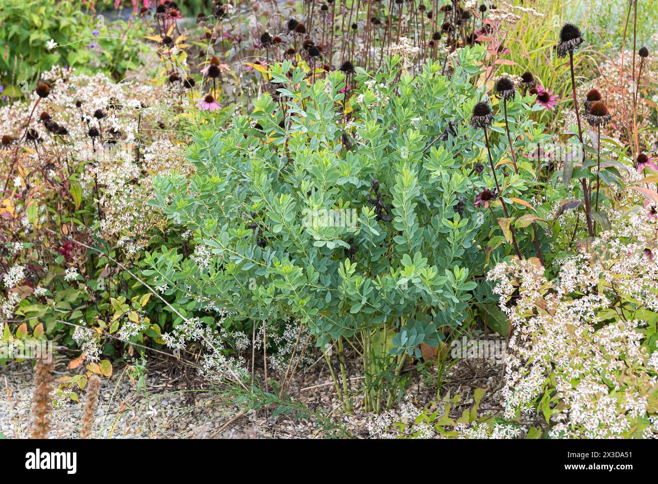 Indaco selvatico blu, falso indaco selvatico (Baptisia australis), fruttifero Foto Stock