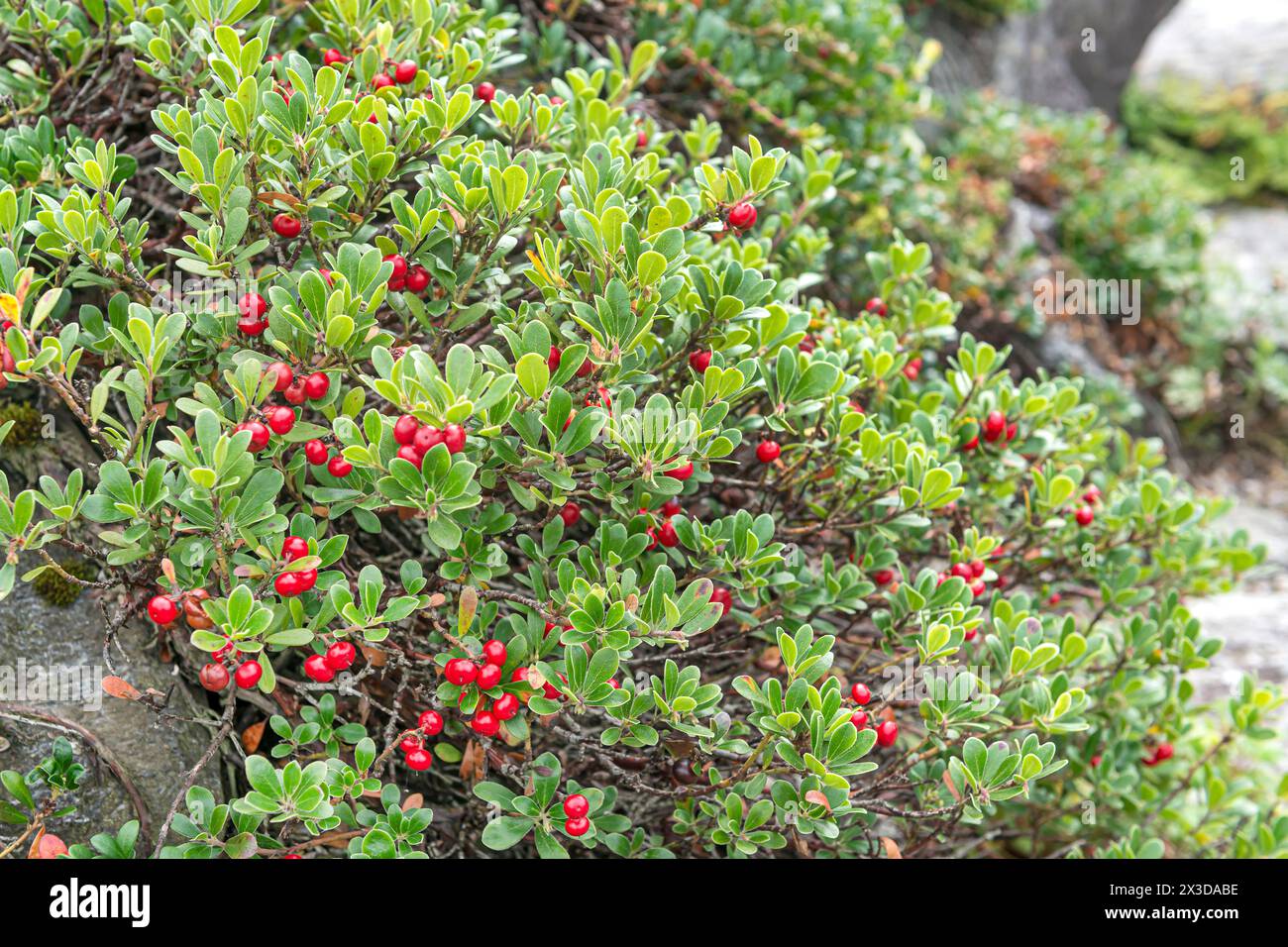 mirtillo (Arctostaphylos uva-ursi), fruttato Foto Stock