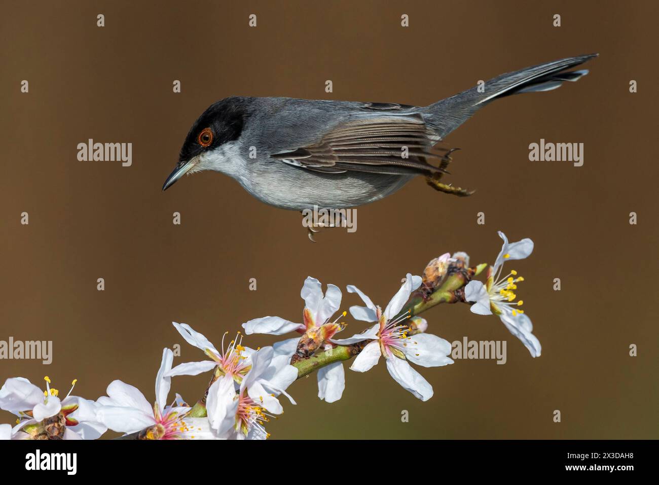 Parula sarda, parula sarda (Sylvia melanocephala), atterraggio maschile su un ramoscello in fiore, vista laterale, Italia, Toscana, piana fiorentina; stagno di Foto Stock