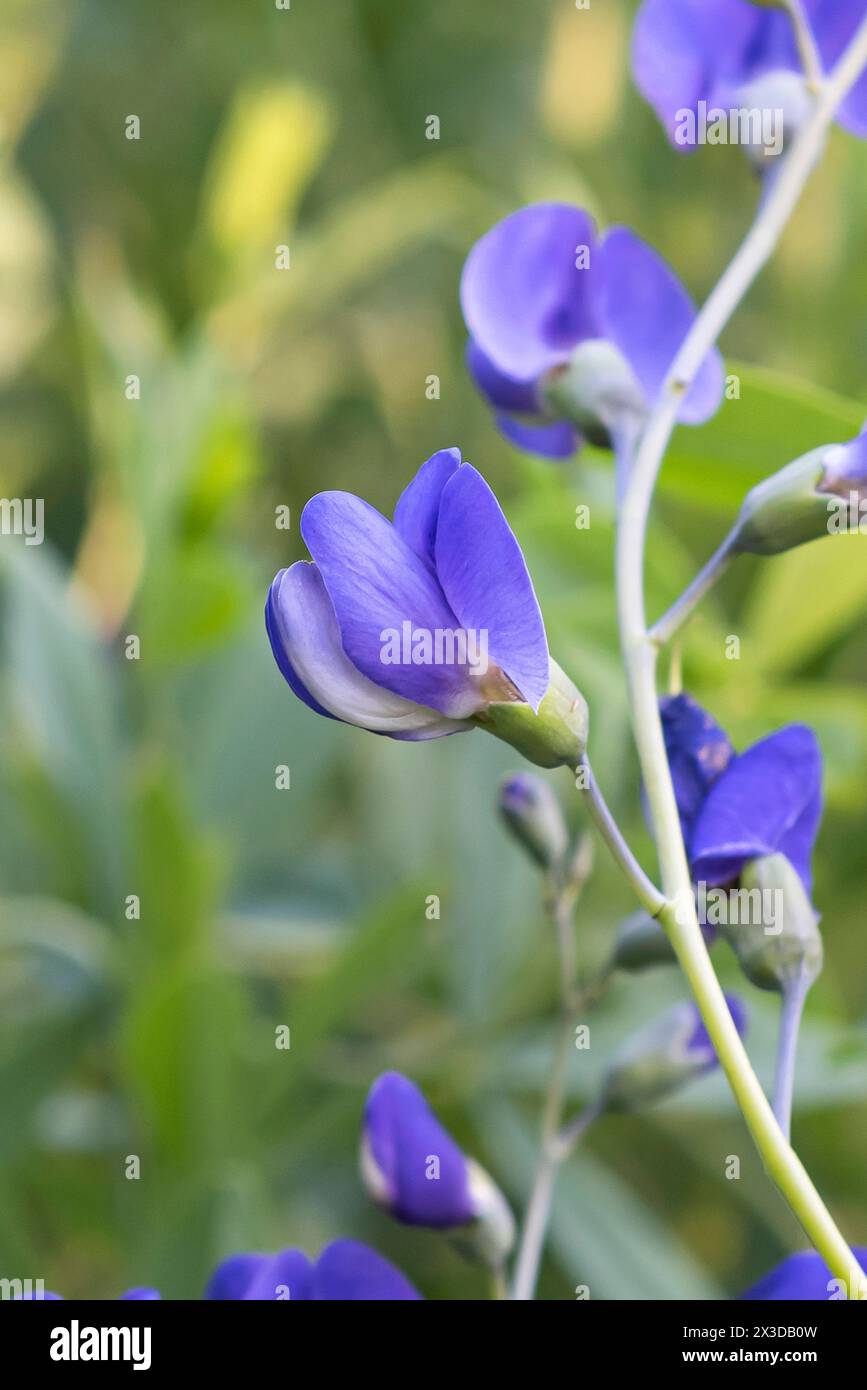 Indaco selvatico blu, falso indaco selvatico (Baptisia australis), fiori, Europa, isola di Mainau Foto Stock