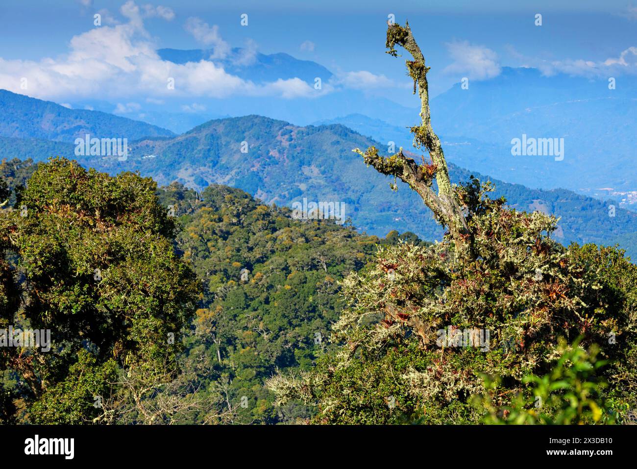 Foresta pluviale di montagna, vista dal Paradaiso Quetzal Lodge, Costa Rica, Parco Nazionale Los Quetzales Foto Stock