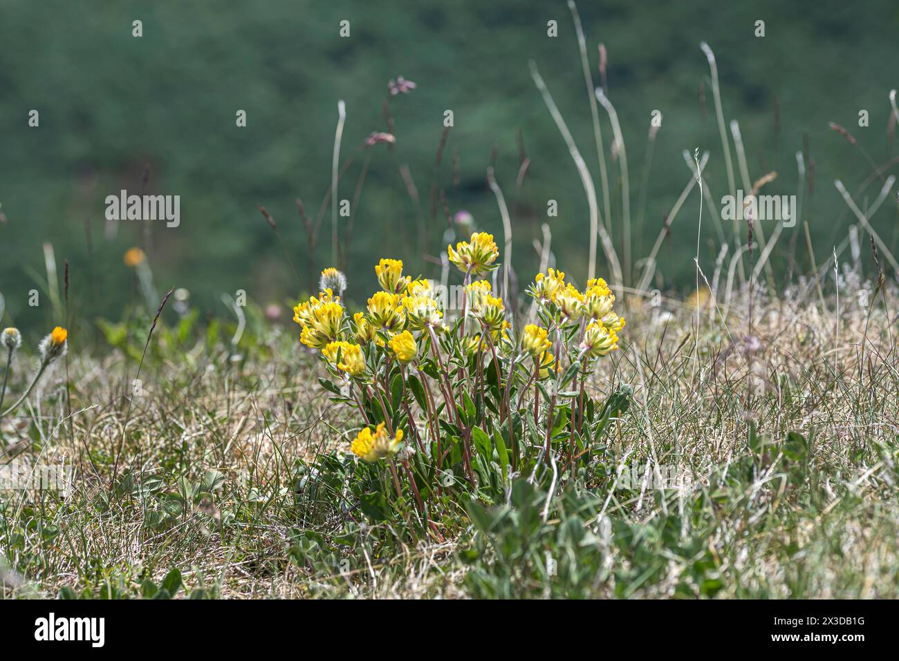 Common kidneyvetch, Rene vetch, Woundwort (Anthyllis vulneraria, vulneraria heterophylla), fioritura in un prato, Germania, Bundesrepublik Deutschland Foto Stock