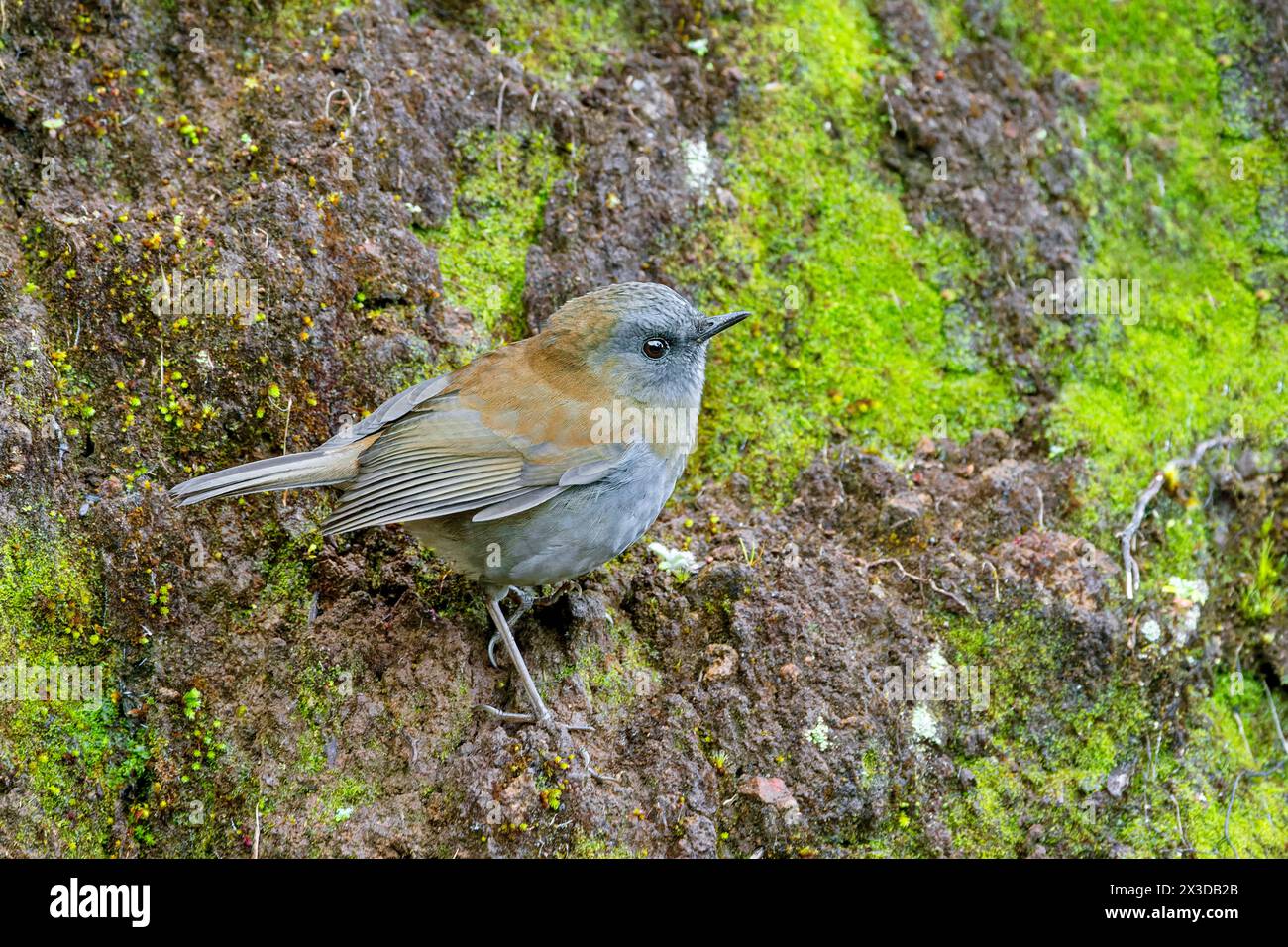 Il torrente nightingale dal becco sottile (Catharus gracilirostris) si erge sul terreno tra le montagne, Costa Rica, Parco Nazionale Los Quetzales Foto Stock